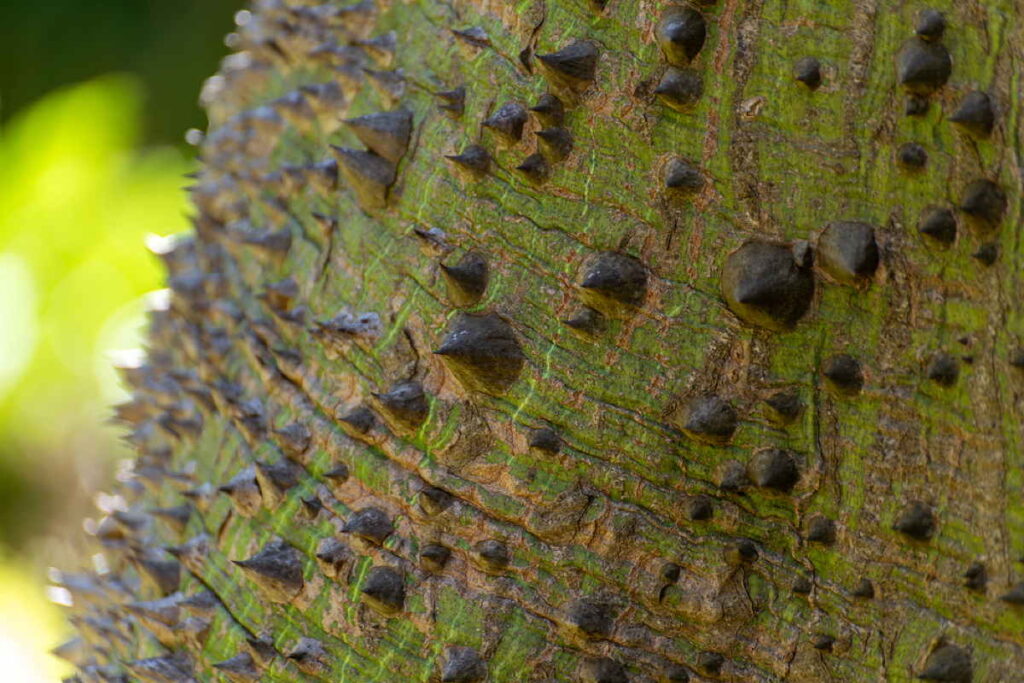 Le kapok : La fibre naturelle puissante qui révolutionne tes exigences 2 kapok baum nahaufnahme