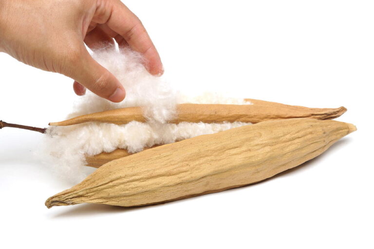 Le kapok : La fibre naturelle puissante qui révolutionne tes exigences